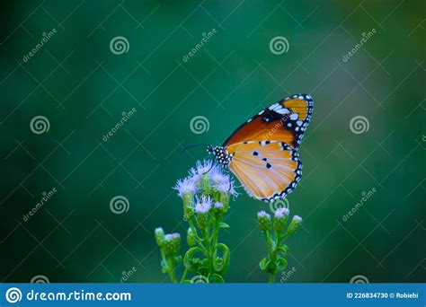 Gros Plan Du Tigre Naturel Danaus Chrysippus Papillon Visite La Fleur