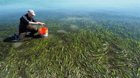 Eelgrass Restoration Gratitude And Lessons Learned