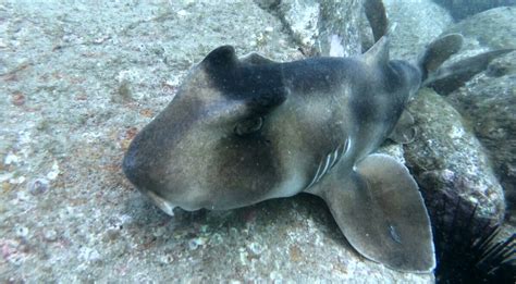 Port Jackson Shark Rscuba