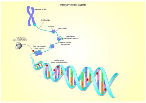 Hallmarks Of Aging Epigenetic Alterations