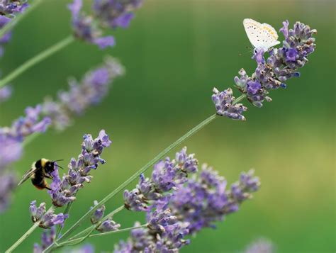 Lamiaceae | Definition, Characteristics, & Facts | Britannica