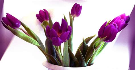 flowers for flower lovers.: Purple tulip flowers pictures.