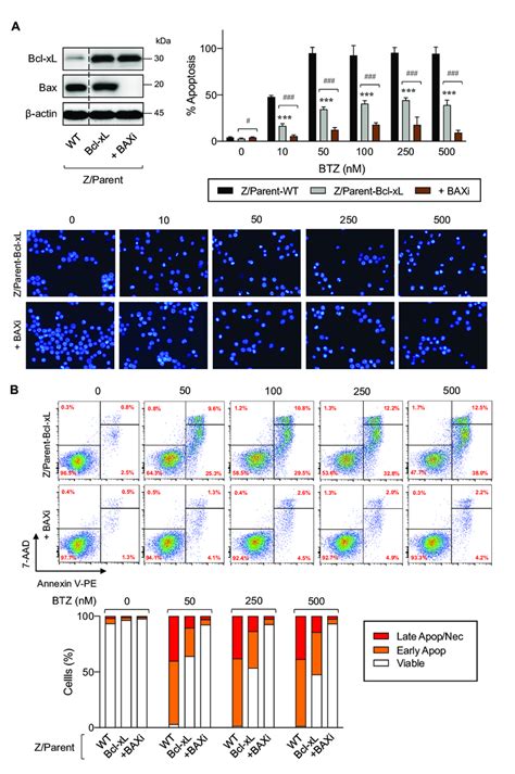 Overexpression Of Bcl XL And Depletion Of Bax Cooperatively Induces