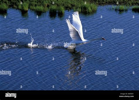 Swan Taking Off Stock Photo Alamy