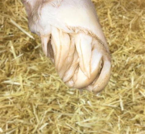 Newborn Horse Hooves : r/oddlyterrifying