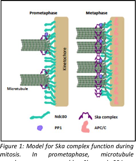 Figure 1 From Role Of The Spindle And Kinetochore Associated Ska