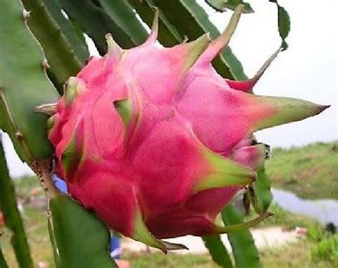 20 Purple Dragon Fruit Pitaya Pitahaya Strawberry Pear Hylocereu