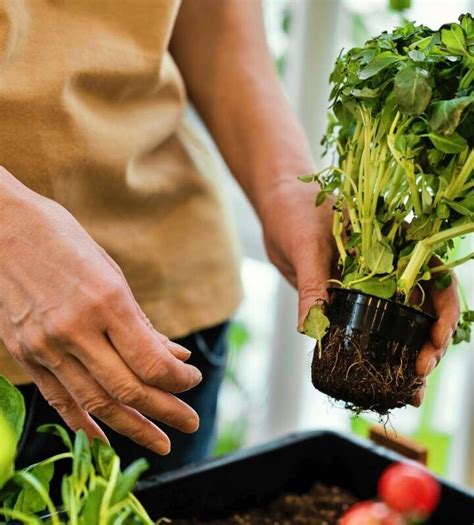 Como Fazer Uma Horta Em Casa Guia Completo Para Iniciantes