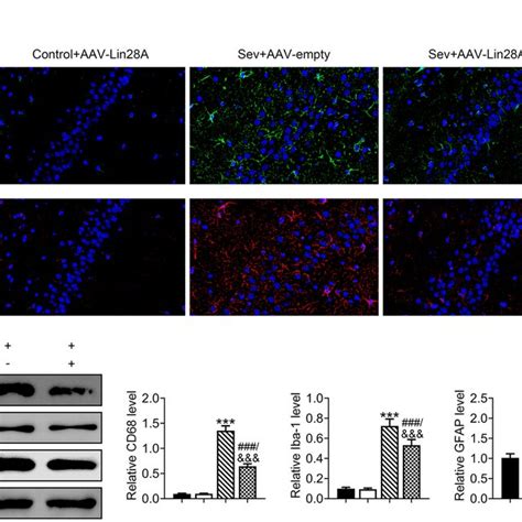 Lin A Ameliorated Sev Induced Nerve Injury And Cognitive Dysfunction