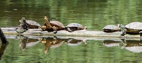 Invasive turtles impact western pond turtles - The Wildlife Society