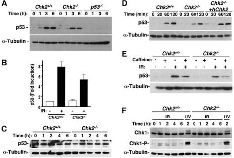 IR Induced Stabilization Of P53 In Chk2 Thymocytes MEFs And ES