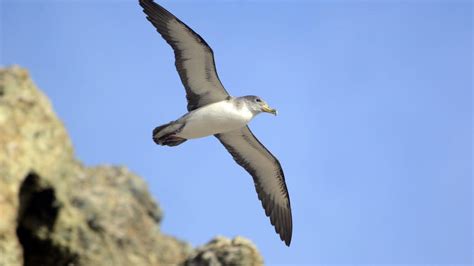 Más de la mitad de las especies de aves marinas en peligro a causa de