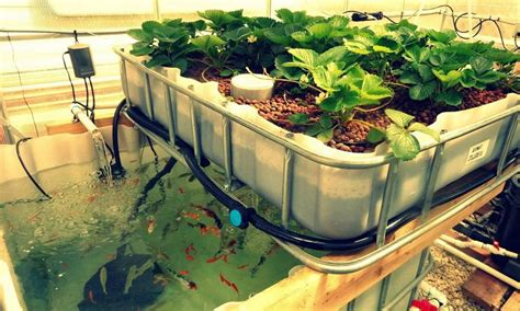 Hydroponics Vs. Aquaponics: What Is The Difference?