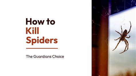 Spider Troubles How To Safely And Effectively Get Rid Of Spiders The