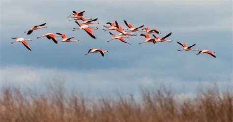 Aves Migratorias Caracter Sticas Importancia Y Conservaci N Loros Y