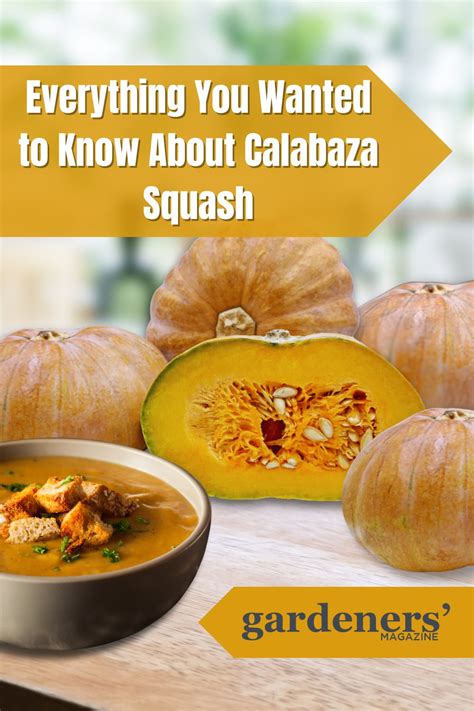 Everything You Wanted to Know About Calabaza Squash - Gardeners' Magazine