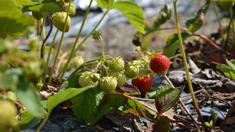 F Rre Jordgubbar Till Midsommar Boland Svenska Yle