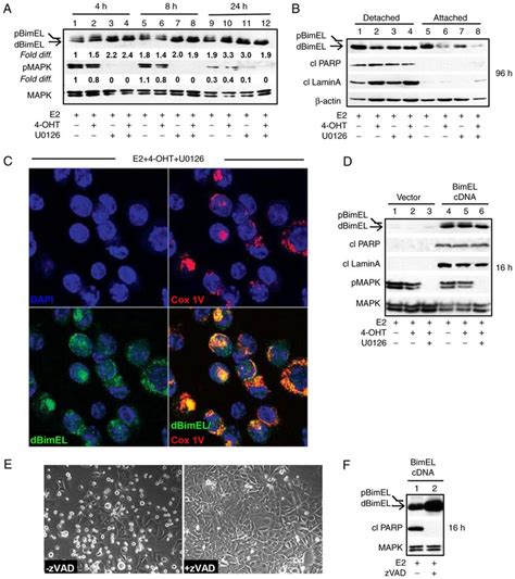 BimEL Is A Key Effector Of Apoptosis As Determined By Selective