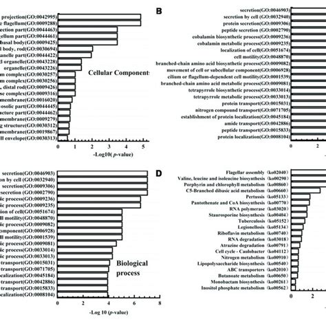 Gene Ontology Go Classification And Kyoto Encyclopedia Of Genes And