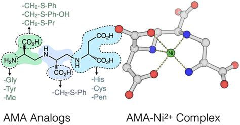 Three Dimensional Structure And Optimization Of The Metallo Lactamase