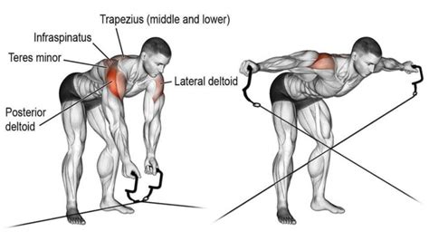 Rear Delt Cable Exercises For Bigger Stronger Shoulder