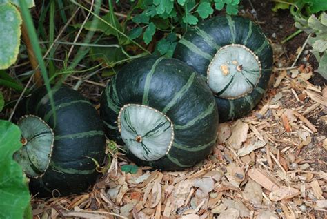 Winter Squash Varieties, Types of Winter Squash, Heirloom Squash Varieties