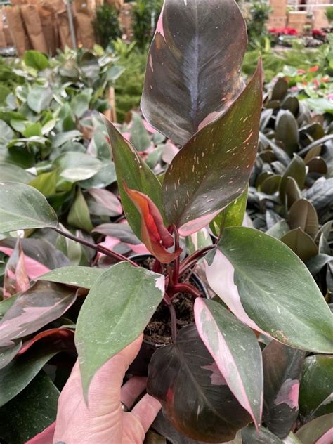 4 Philo Pink Princess Tri State Foliage In House Availability