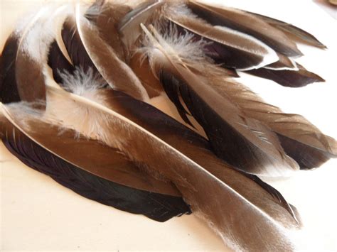 Art, plume et pierre: Le langage de la plume