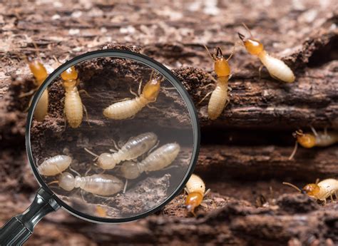 Wood Destroying Insect WDI Inspections