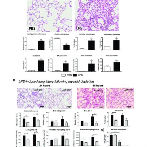 LPS Induced Acute Lung Injury A LPS Injury Assessment In LysM Cre