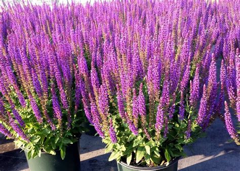 Best Garden Perennials Salvia East Friesland Meadow Sage Meadow