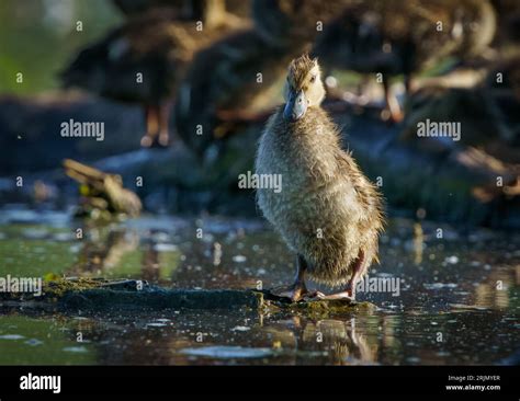 Ducklings Foraging And Sleeping Along Shore Of Reservoir Geist