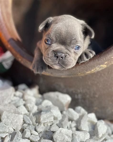 French Bulldog Puppies Illinoisblue Bulldogs For Sale