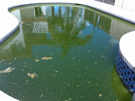 Algae Pool Cleanups