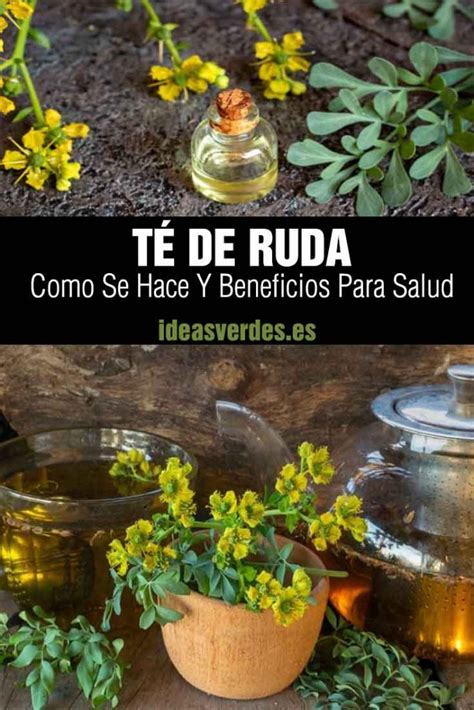 T De Ruda Beneficios Para Qu Sirve Y C Mo Hacer Esta Infusi N