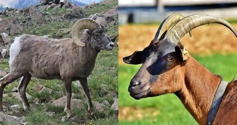 Goat Vs Ram Differences In Appearance Habitat And Behavior