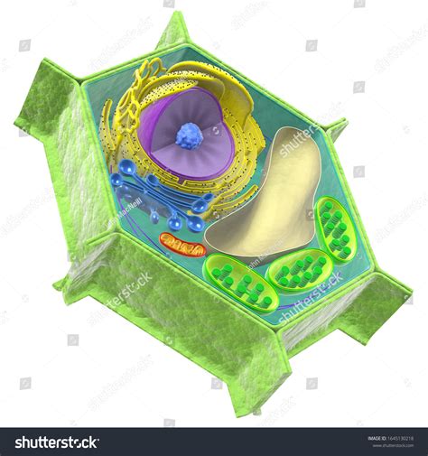 6,189 Plant Cell 3d Images, Stock Photos, 3D objects, & Vectors | Shutterstock