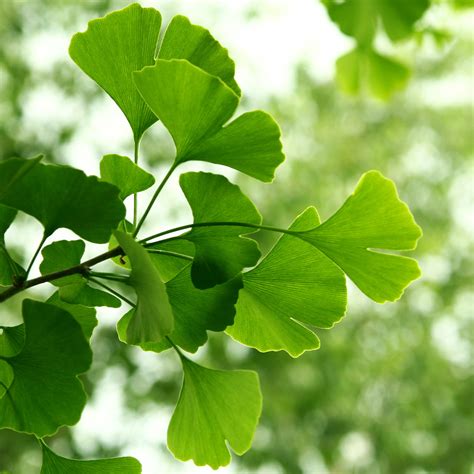 Indena | Virtiva® Plus