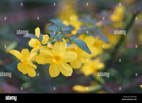 Winter Jasmine Hi Res Stock Photography And Images Alamy