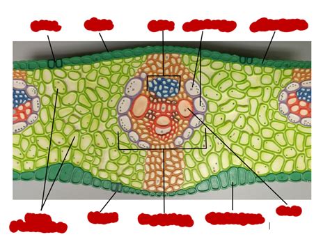 Monocot Leaf Cross Section Labeled