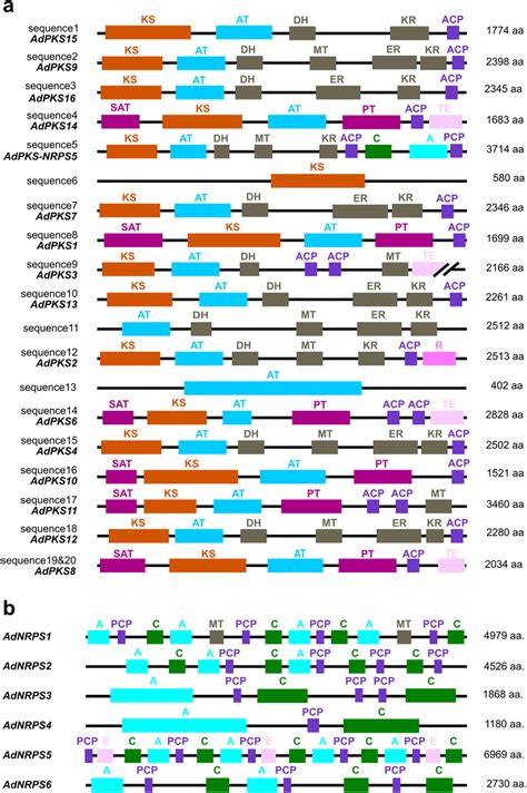 Domain Organization Of The Pks Pks Nrps Hybrid And Nrps Proteins