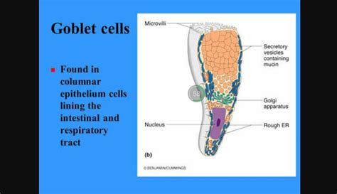 Goblet Cell Diagram