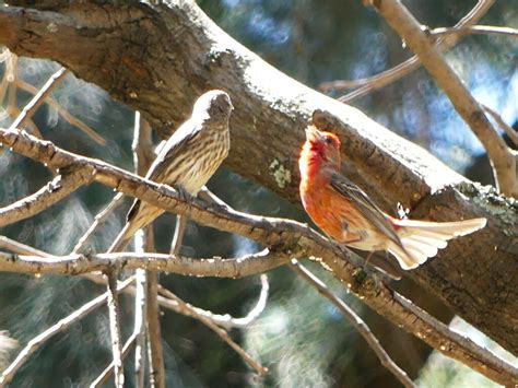 House Finch From Calzada Ventura Puente Y Perif Paseo De La Rep Blica