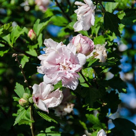 Hibiscus Syriacus Ds02ss ~ Strawberry Smoothie™ Rose Of Sharon N