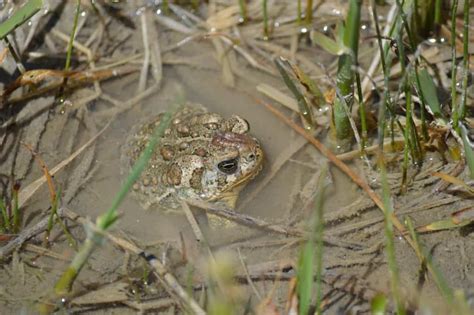 Hundreds of endangered toads released in Wyoming - The Wildlife Society