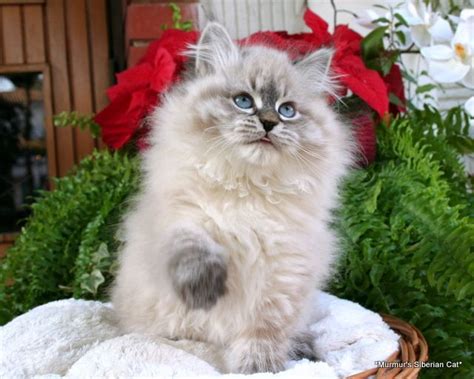 A Fluffy Cat Sitting On Top Of A Blanket Next To Some Flowers And Greenery