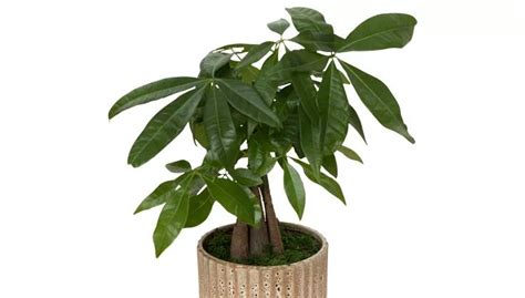 How To Take Care Of A Money Tree Plant Top Miner Blaze A Nova