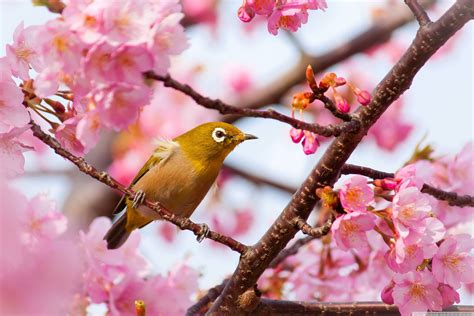 Cherry Blossom Yellow Wallpapers on WallpaperDog