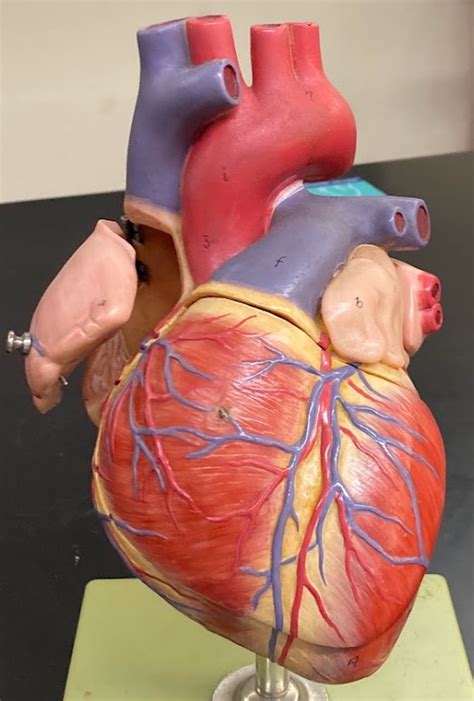 The Heart Model Anterior View Diagram Quizlet