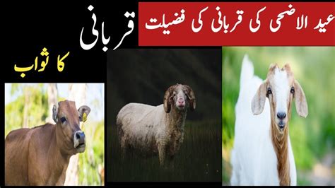 Qurbani Ki Fazilat Eid Ul Adha 2023 Qurbani Quotes Youtube